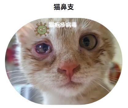 破解猫鼻支终身难题:治愈希望在这里!