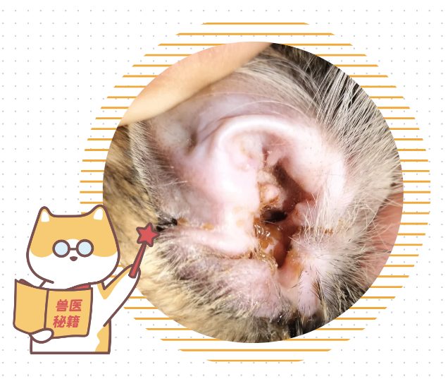 猫咪耳朵痒老是挠怎么办?