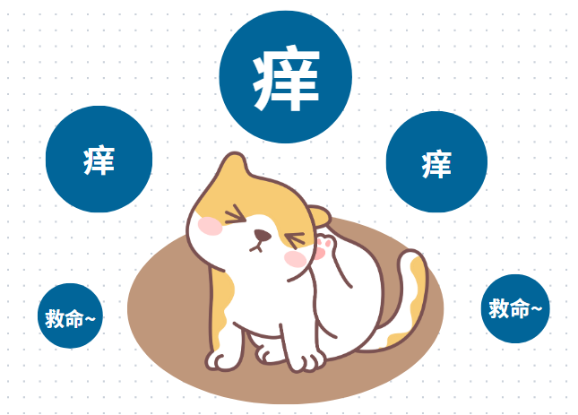 猫咪耳朵痒老是挠用什么药?