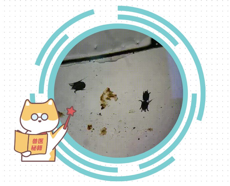 狗狗耳螨用什么药效果好?