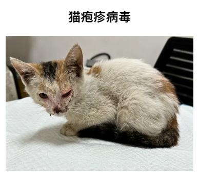猫疱疹病毒的症状有哪些?