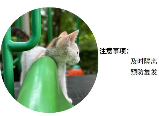 猫疱疹病毒的症状有哪些?
