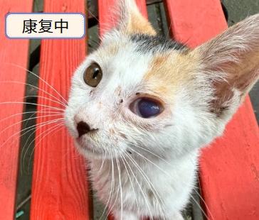 猫疱疹病毒的症状有哪些?