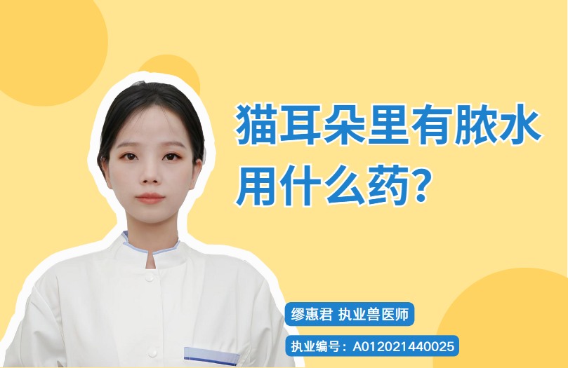 猫耳朵里有脓水用什么药?
