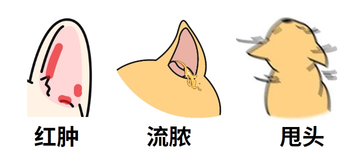 狗狗耳朵流脓很臭怎么办?