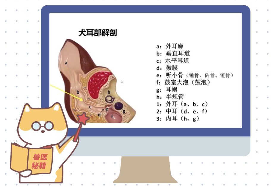 狗狗耳朵流脓很臭用什么药?