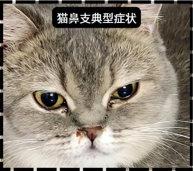 猫鼻支反反复复,怎么治疗最有效?