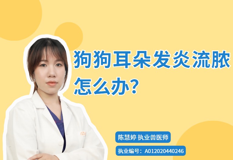 狗狗耳朵发炎流脓怎么办？