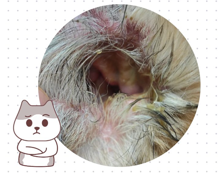 狗狗耳朵发炎