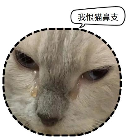 猫疱疹病毒不可怕,关键是要掌握正确的治疗方法!