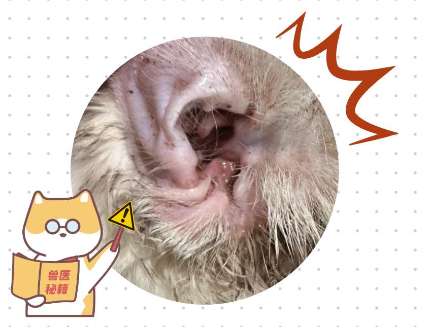 猫咪耳朵里有水状或脓状的分泌物怎么治疗?