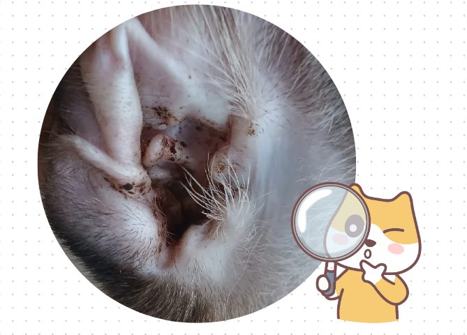 猫耳螨用什么药治疗?