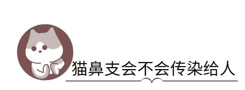 猫鼻支会不会传染给人?