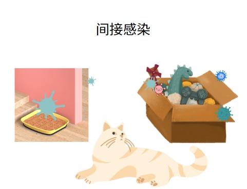 猫鼻支会不会传染给人?