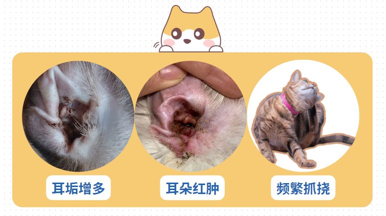 猫耳螨用什么药?