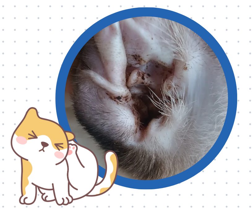 小猫耳朵里有很多黑色的东西怎么办?