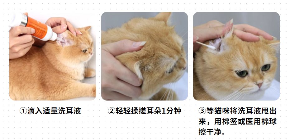 小猫耳朵里有很多黑色的东西怎么清理干净?