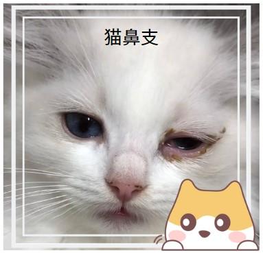 猫鼻支不再烦恼:一文教你如何根治