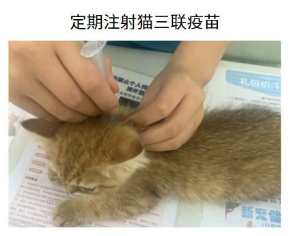 猫鼻支不再烦恼:一文教你如何根治