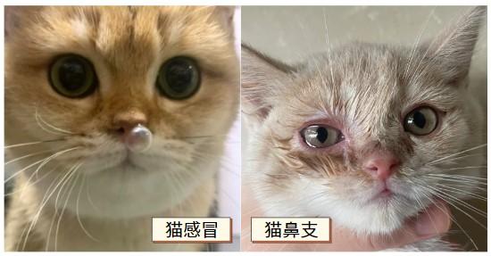 猫咪喷嚏不停?警惕猫鼻支症状来袭