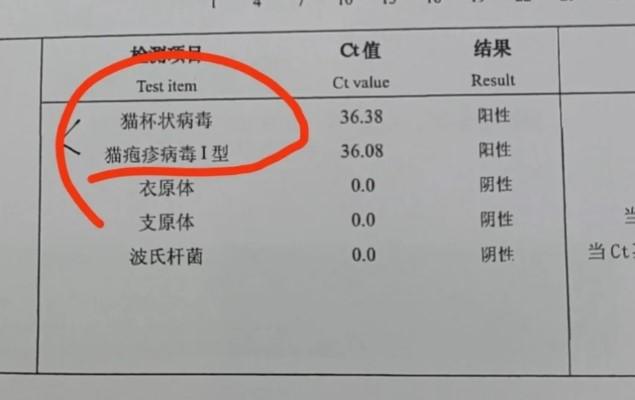 猫咪喷嚏不停?警惕猫鼻支症状来袭