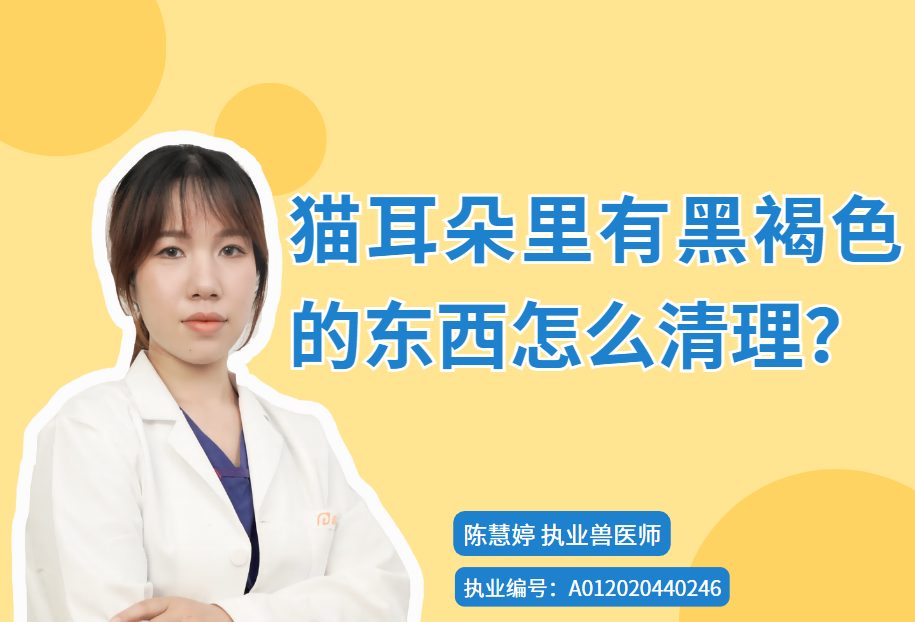 猫耳朵里有黑褐色的东西怎么清理?