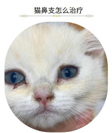 猫鼻支怎么治疗恢复最快?