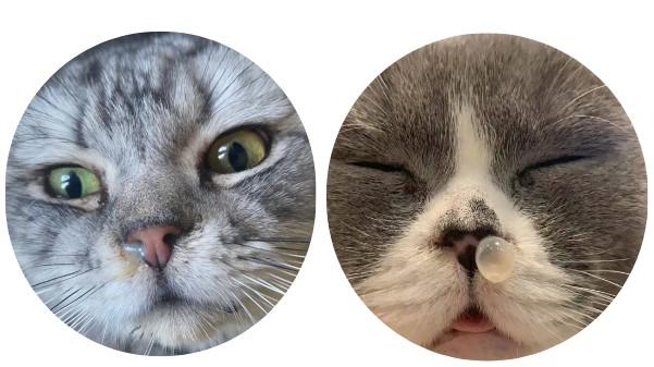 猫鼻支怎么治疗恢复最快?