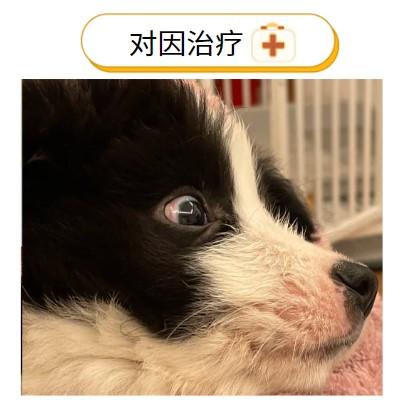 狗狗嘴边脱毛?可能是这些信号