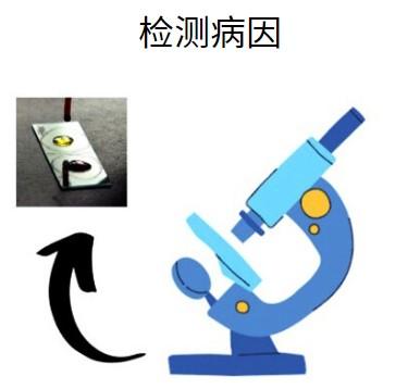 狗狗嘴边脱毛?可能是这些信号