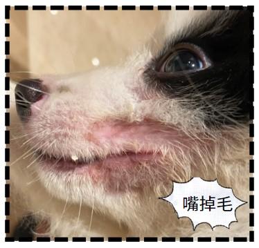 狗狗嘴边脱毛?可能是这些信号