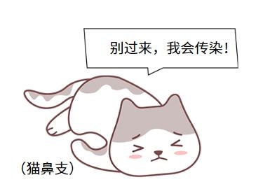 猫鼻支治愈攻略:科学养护,告别困扰!