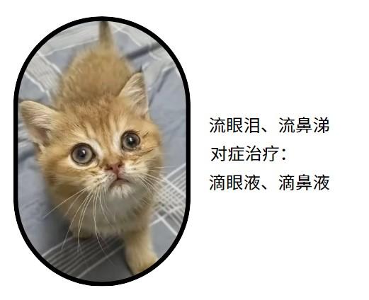 治疗猫鼻支只吃泛昔洛韦效果如何?