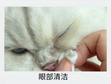让猫鼻支自愈?别再坐以待毙了!