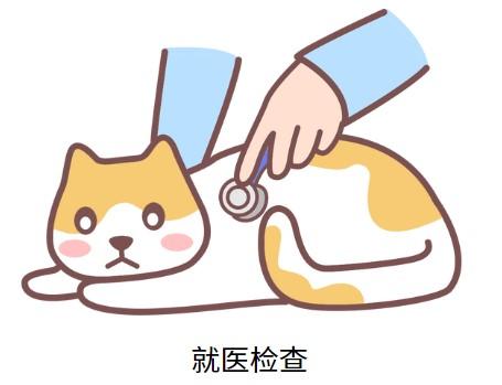 猫得了猫鼻支在家怎么治疗?
