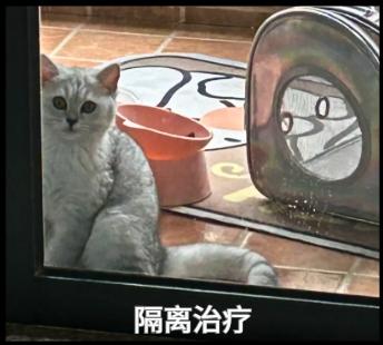 猫鼻支前期最明显的症状是哪些?