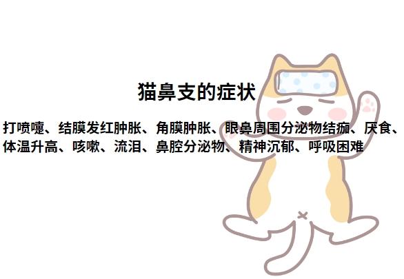 猫鼻支前期最明显的症状是哪些?