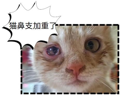 猫鼻支前期最明显的症状是哪些?