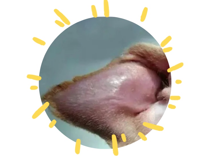 狗狗耳血肿如何快速消除?