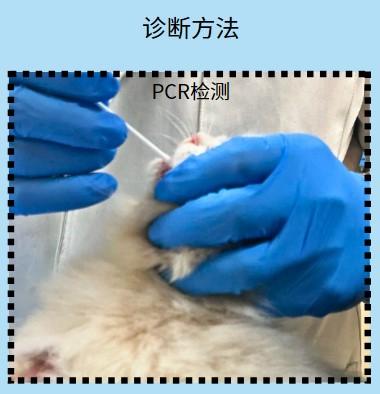 快速缓解猫鼻支,宠物主人必看的急救指南