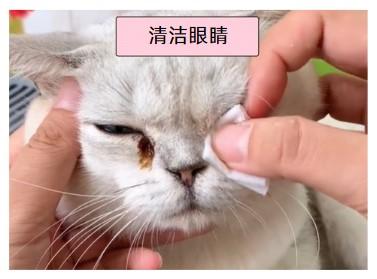 快速缓解猫鼻支,宠物主人必看的急救指南