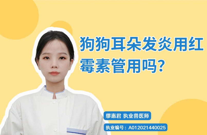 狗狗耳朵发炎用红霉素管用吗?