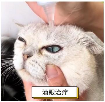 如何快速治愈猫鼻支?这些药物不可或缺