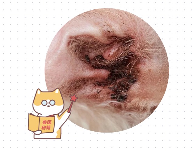 狗狗耳朵总是痒一直挠是怎么回事?
