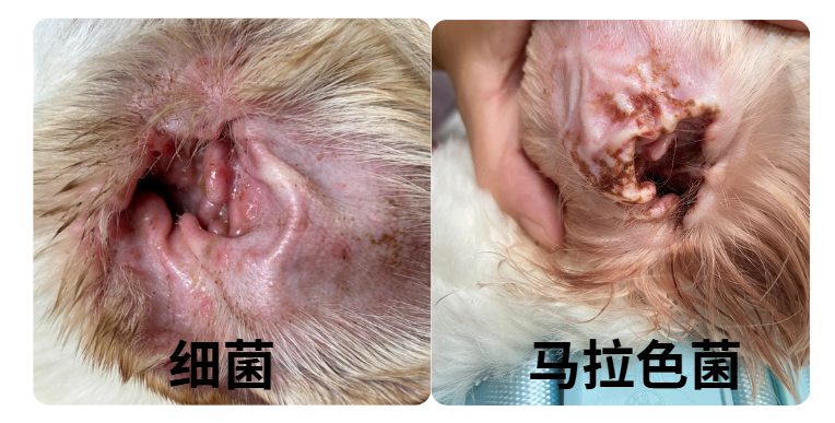 狗狗耳朵总是痒怎么办?