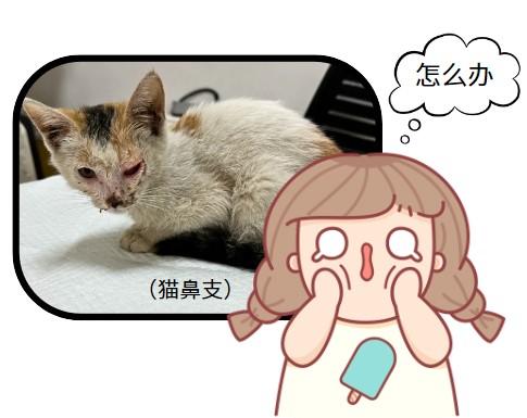 得了猫鼻支不用慌,科学治疗是关键