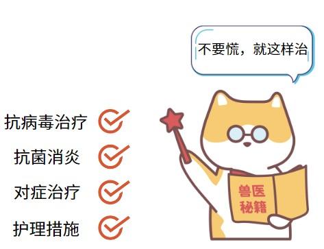 得了猫鼻支不用慌,科学治疗是关键