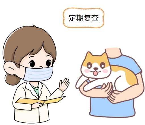 得了猫鼻支不用慌,科学治疗是关键