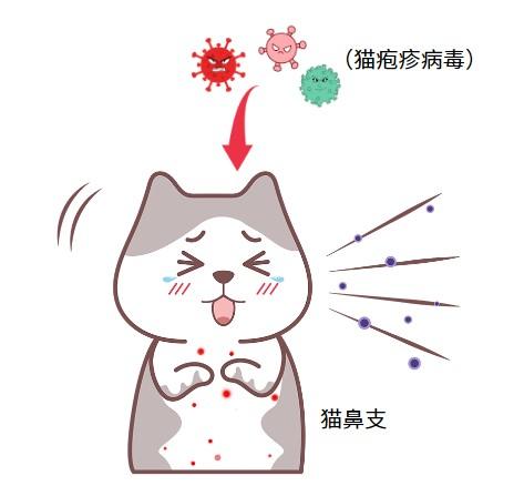 猫鼻支来袭,如何快速识别小猫的异常表现?