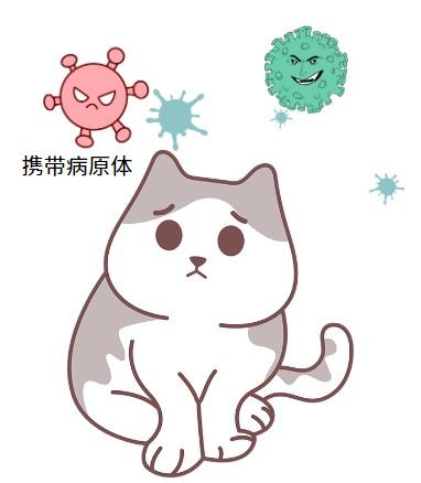 猫鼻支污染地大扫除:彻底消毒指南
